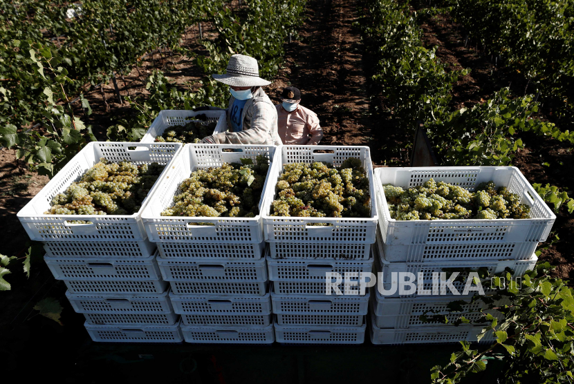 Para petani memetik anggur Chardonnay selama panen anggur di Otazu, Navarra, Spanyol.
