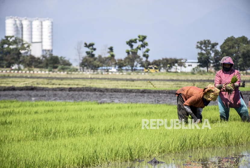 Sejumlah petani menggarap sawahnya di kawasan Gedebage, Kota Bandung. Hasil pantauan Badan Pusat Statistik (BPS) pada Maret 2023 mencatat bahwa Indeks Harga Perdagangan Besar (IHPB) Umum Nasional sebesar 115,21 atau secara tahun ke tahun (y-on-y) naik 5,44 persen dibanding bulan yang sama tahun sebelumnya.