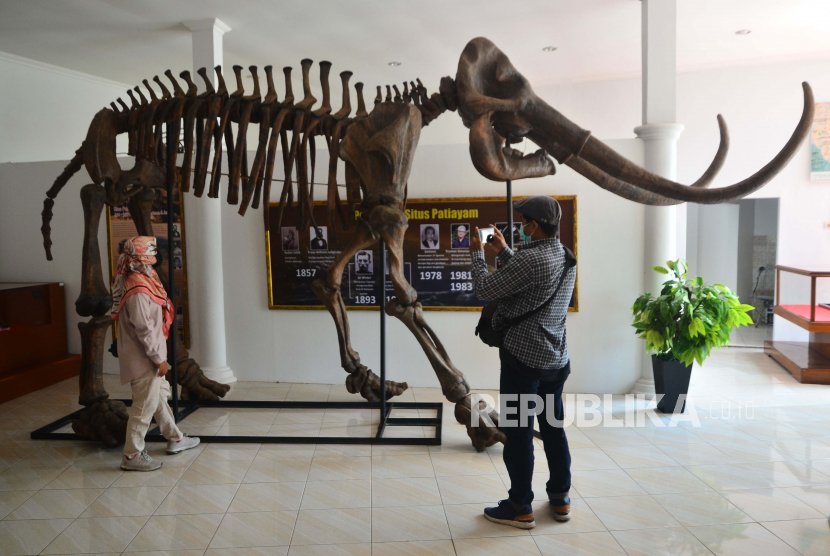Pengunjung mengamati replika fosil gajah purba (Stegodon trigonochepalus) koleksi Museum Situs Purba Patiayam di Desa Terban, Jekulo, Kudus, Jawa Tengah, Selasa (5/10/2021). Museum tersebut menyimpan fosil yang mewakili 17 spesies hewan yang terdiri hewan laut, darat dan rawa serta ribuan fragmen tulang hewan vertebrata dan invertebrata, namun museum ini masih sepi pengunjung dengan rata-rata 25 orang per hari meski kunjungan ke museum gratis. 