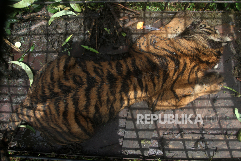 Harimau Sumatra. Ilustrasi