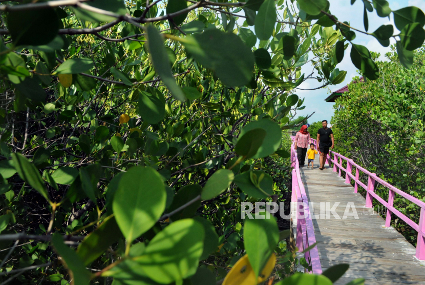 Wisata Mangrove Mentawir PPU Masuk 244 Desa Wisata Nasional (ilustrasi).