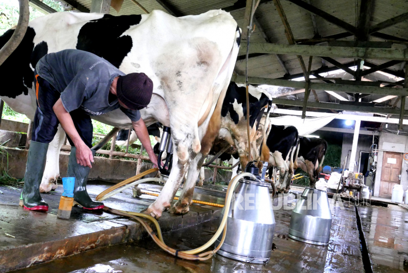 Peternak bersiap memerah sapi dengan alat perah otomatis di peternakan sapi perah.