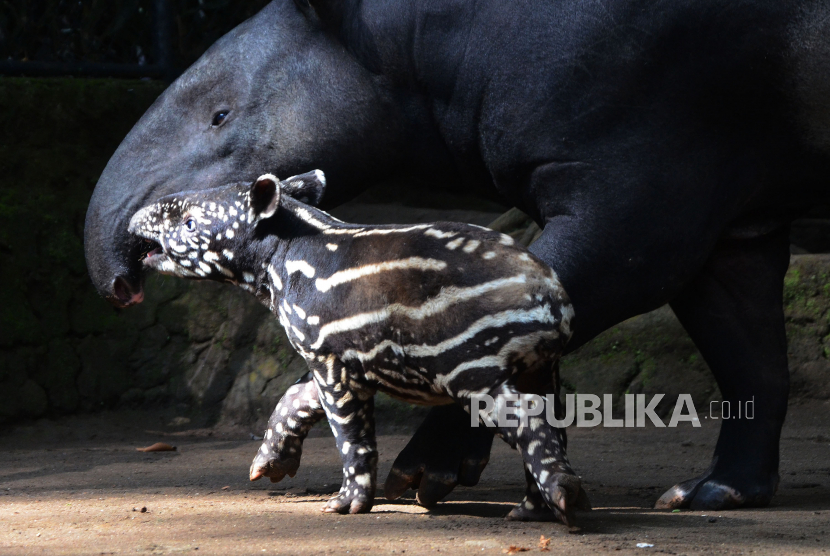 Seekor anak tapir (Tapirus Indicus) bermain bersama induknya.