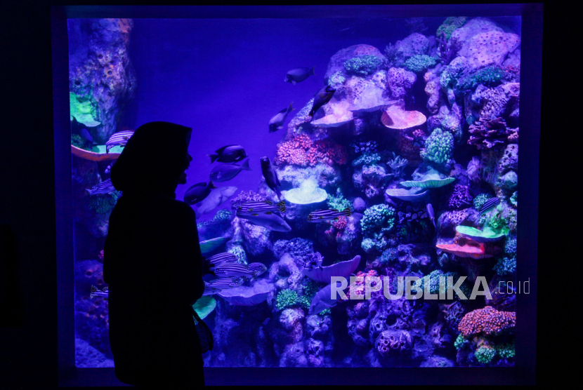 Pengunjung melihat koleksi ikan yang berada di akuarium di BXSea, Bintaro, Tangerang Selatan. Ada beberapa rekomendasi wisata di Jabodetabek yang cocok untuk Anda yang tidak mudik ke kampung halaman.