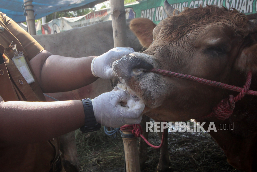 Petugas Dinas Pangan dan Pertanian Sidoarjo memeriksa gigi seekor sapi yang dijual di kawasan Lingkar Timur, Sidoarjo, Jawa Timur, Senin (27/6/2022). Pemeriksaan tersebut dilakukan untuk memastikan seluruh hewan kurban yang dijual itu terbebas dari penyakit mulut dan kuku (PMK) sehingga layak dikonsumsi oleh masyarakat. MUI Lombok Tengah Minta Warga Pastikan Hewan Qurban Sehat