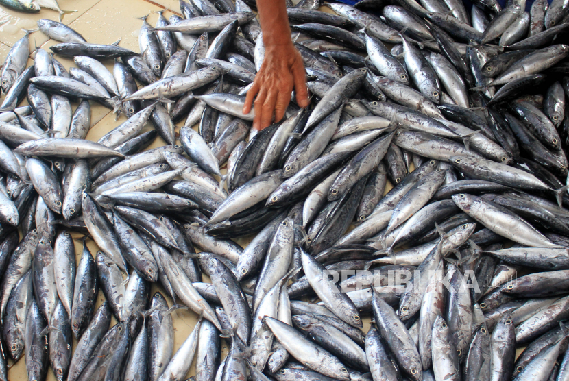 Pedagang menata ikan. Pandemi Covid-19 telah menyebabkan nelayan  Pelabuhan Perikanan Karangantu, Kota Serang, sulit menjual ikan tangkapannya. 