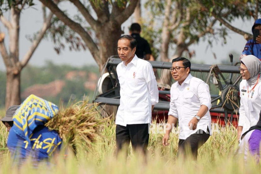 Presiden Joko Widodo (Jokowi) melakukan panen raya padi di Desa Karanglayung dan Desa Sumuradem, Kecamatan Sukra, Kabupaten Indramayu, Jumat (13/10/2023). 