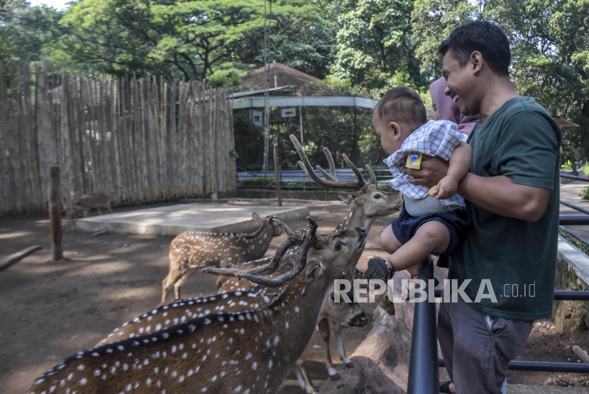 Pengunjung memberi pakan rusa di area Kebun Binatang Bandung (Bandung Zoo), Kota Bandung, Jawa Barat