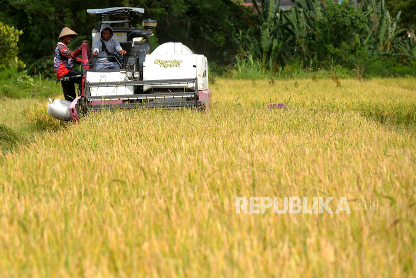 Pekerja memanen padi menggunakan mesin.