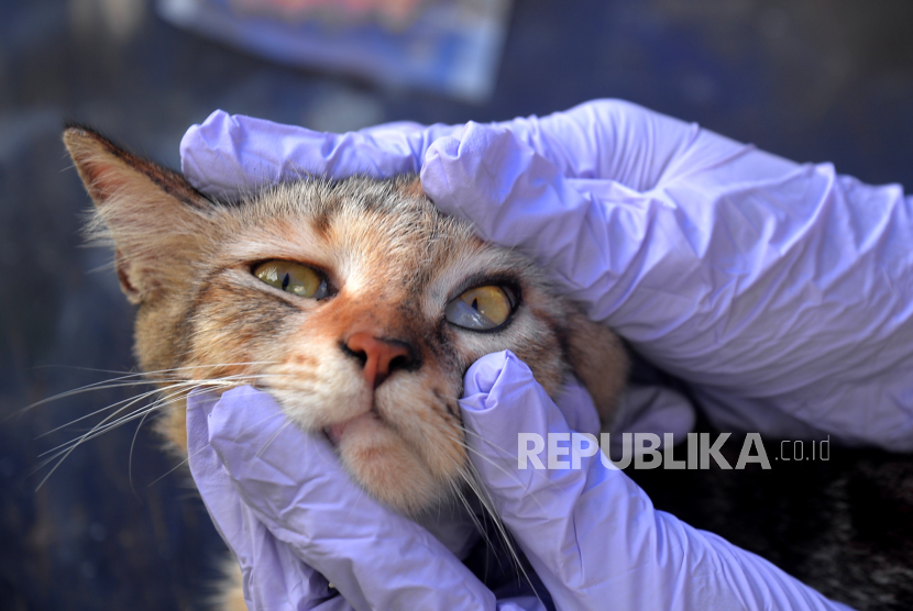 Veteriner memeriksa kondisi kucing sebelum menyuntik vaksin rabies di Kelurahan Wirobrajan, Yogyakarta, Selasa (5/9/2023). Untuk mempertahankan kasus nol penyakit rabies sejak 1997 Dinas Pertanian dan Pangan Kota Yogyakarta mengadakan vaksinasi rabies gratis untuk hewan peliharaan kucing, anjing, dan monyet milik warga yang berdomisili di Kota Yogyakarta. Sebanyak 2.300an vaksin rabies disiapkan untuk vaksinasi yang disebar pada 45 titik kelurahan dan 13 klinik hewan. Kegiatan vaksinasi ini akan berlangsung hingga 27 September mendatang.