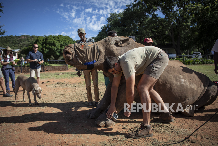 Badak Putih Seha memiliki alat pelacak yang dipasang di kaki yang dipasang di kaki kirinya di Bela Bela, Afrika Selatan, 24 Januari 2022, setelah ia ditusuk selama relokasi ke cagar alam terdekat setelah pulih dari luka wajah serius yang diderita ketika tanduknya diretas disingkirkan oleh pemburu liar.