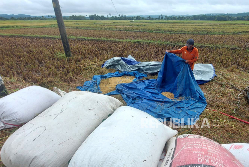 Seorang petani di Desa Boto, Kecamatan Bancak, Kabupaten Semarang sedang mengumpulkan gabah hasil panen (ilustrasi). Harga gabah cenderung anjlok ketika musim panen  