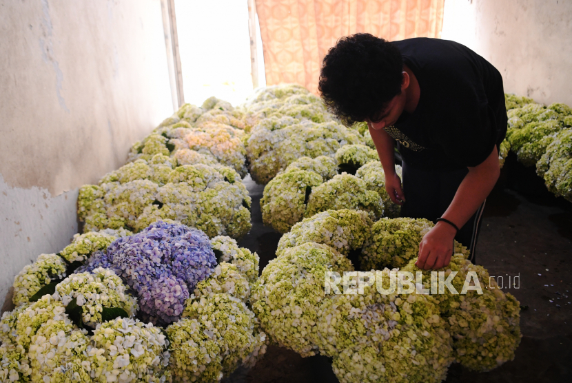 Penjual bunga menyiapkan Bunga Hortensia (Hydrangea) sebelum dikirim ke pembeli di Jakarta, Jumat (11/6/2021). Presiden Joko Widodo menargetkan 30 juta pelaku usaha mikro, kecil, dan menengah (UMKM) memanfaatkan ekosistem digital e-commerce dengan melakukan pendampingan dan peningkatan kapasitas sumber daya manusia. 