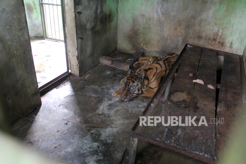 Seekor harimau Sumatra (Panthera tigris sumatrae) yang sakit parah berada di dalam kandang yang terbengkalai di Medan Zoo, Medan, Sumatera Utara, Senin (15/1/2024). Kebun binatang dengan luas 30 hektare tersebut kini kondisinya terbengkalai dan tidak terawat. 