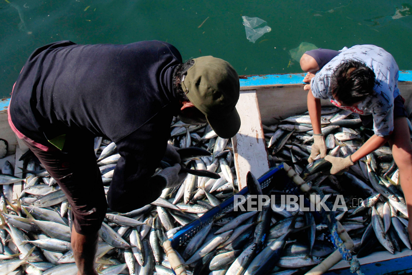 Seorang nelayan membongkar muatan ikan momar (ikan layang) dari perahunya di dermaga Kampung Nelayan Hamadi, Jayapura, Papua, Kamis (16/6/2022). Menurut nelayan setempat, harga ikan momar mengalami penurunan dari Rp9 ribu menjadi Rp5 ribu per ekor selama beberapa bulan terakhir karena cuaca yang baik dan hasil tangkapan yang melimpah. 