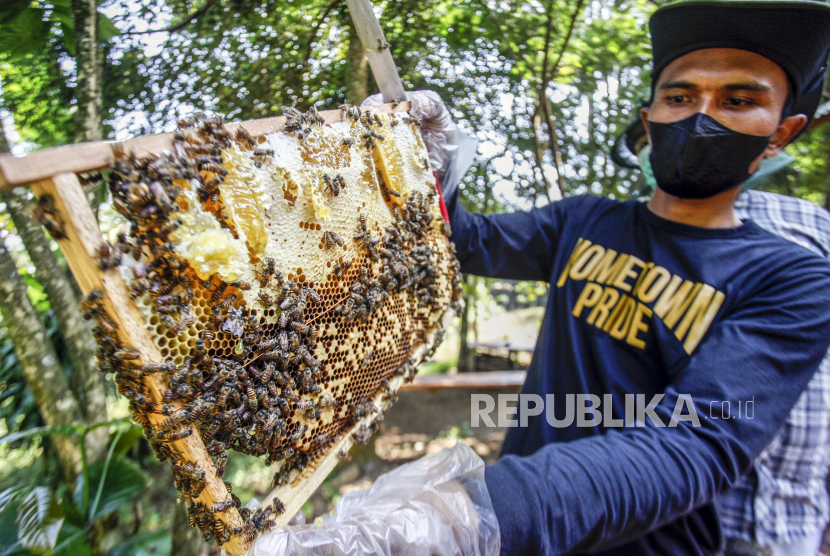 Petani mengambil sarang madu yang dihasilkan lebah madu. (Ilustrasi)