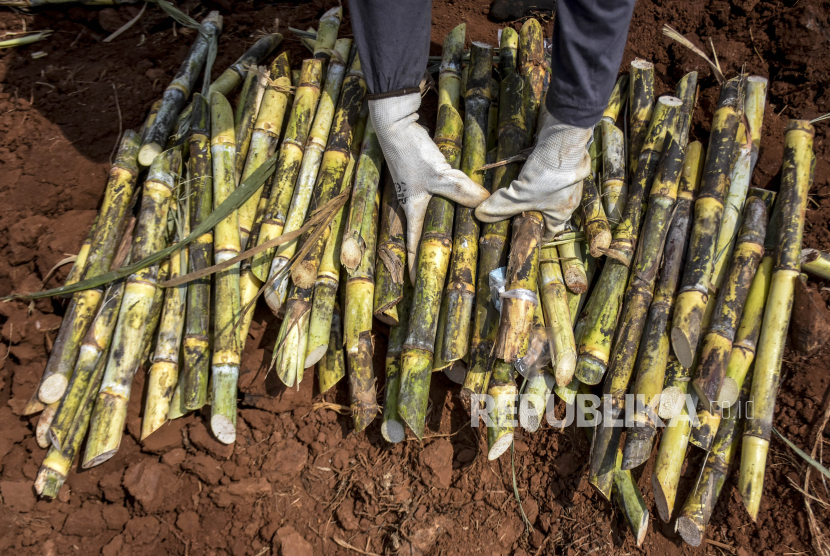 Petani mengambil benih tebu di areal perkebunan di Desa Pasirbungur, Kecamatan Purwadadi, Kabupaten Subang, Jumat (29/7/2022). ID Food menggenjot produksi gula dengan memperluas lahan tebu. 