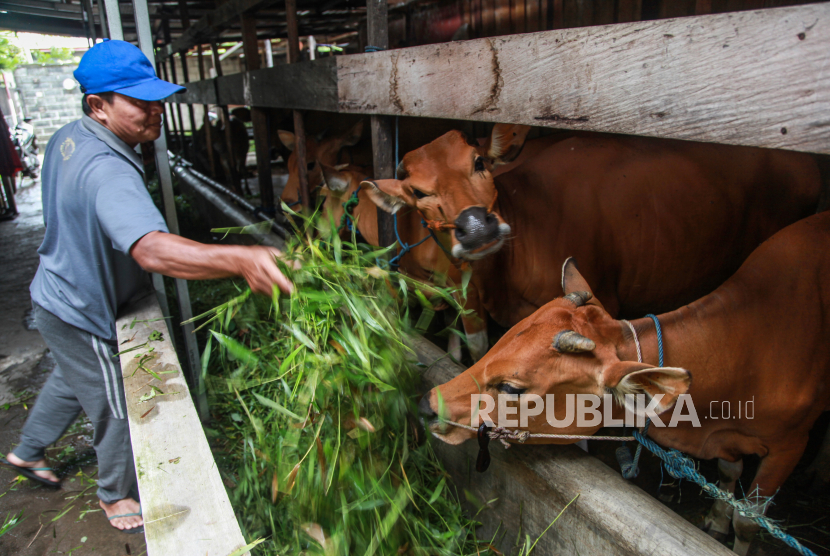 Pemilik ternak memberikan makan sapi di kawasan Jalan George Obos, Palangka Raya, Kalimantan Tengah, Senin (14/11/2022). Satuan Tugas Penanganan Wabah Penyakit Mulut dan Kuku (Satgas PMK) mencatat kasus penularan wabah PMK di Indonesia mulai turun yaitu sebanyak 114 dari 296 kabupaten/kota sudah tidak memiliki kasus aktif wabah itu dan sebanyak 502.861 ekor ternak telah sembuh dari sebelumnya sebanyak 576.105 ekor ternak terserang penyakit PMK. 
