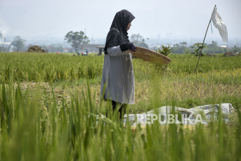 Petani megayak padi di lahan persawahan di Soreang, Kabupaten Bandung, Jawa Barat, Senin (6/11/2023). Berdasarkan keterangan petani, saat ini harga gabah kering di tingkat petani naik hingga Rp750 ribu per kuintal. Nilai harga tersebut mengalami perubahan dari harga sebelumnya yang hanya Rp500 ribu. Kenaikan tersebut diakibatkan oleh pasokan panen padi yang berkurang karena faktor musim kemarau.