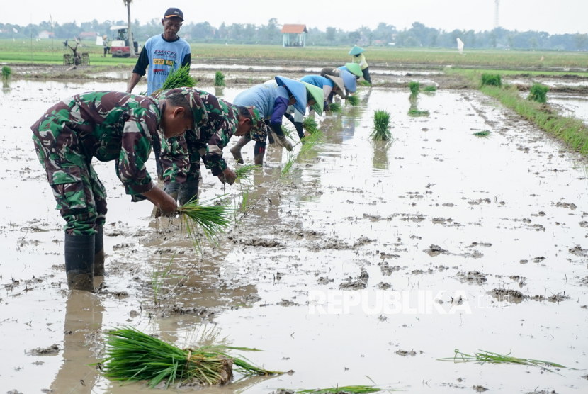 Ilustrasi petani bersama prajurit TNI menanam padi.