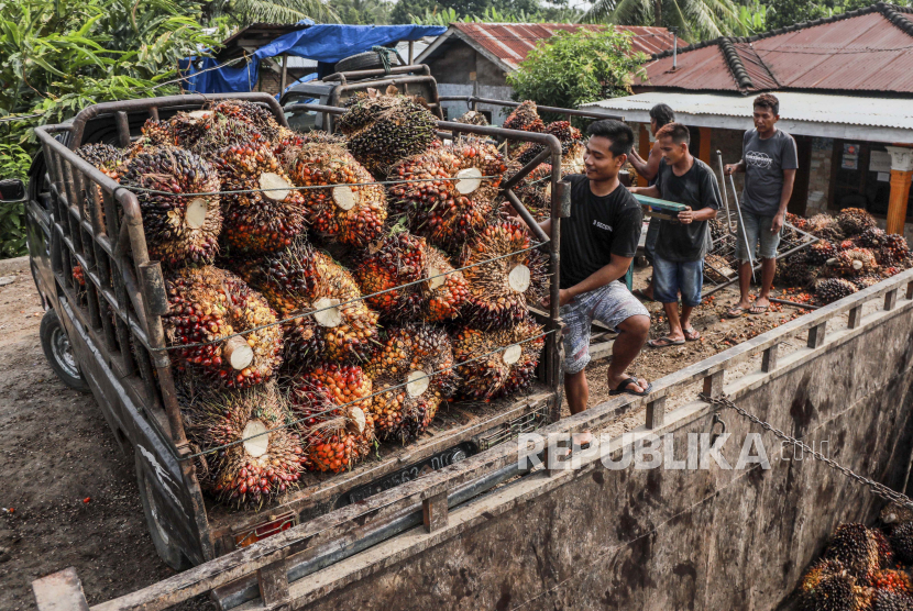 Pekerja memindahkan buah sawit yang baru dipanen dari truk kecil ke truk yang lebih besar di perkebunan kelapa sawit di Deli Serdang, Sumatera Utara, Indonesia, 23 Mei 2022.