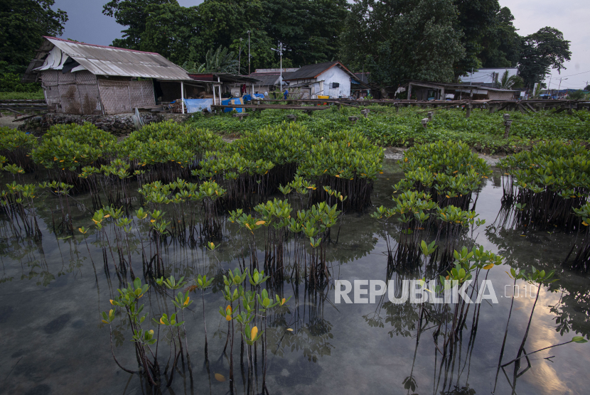 Tanaman bakau muda tumbuh di dekat permukiman Pulau Sabira, Kabupaten Kepulauan Seribu, Provinsi DKI Jakarta,  Ahad (20/6/2021).