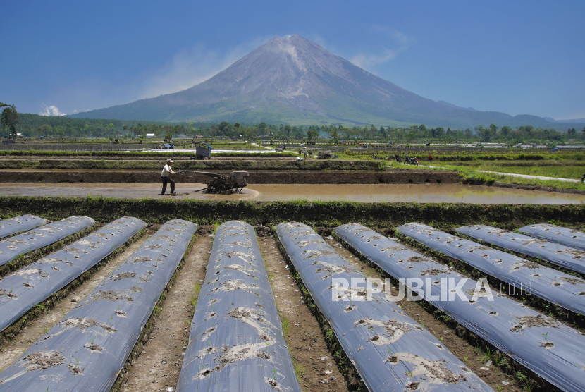Seorang petani membajak sawah di Lumajang, Jawa Timur, Selasa (12/9/2023). Kementerian Pertanian targetkan produksi beras dalam negeri mencapai 55,42 juta ton pada 2024. 