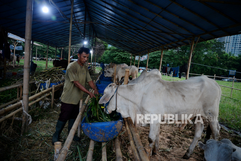 Sapi untuk kurban (ilustrasi). Kepala Dinas Ketahanan Pangan, Pertanian dan Kesehatan (DKP2KH) Provinsi Kepulauan Riau (Kepri) Rika Azmi menyebut Kota Batam dilarang mendatangkan hewan kurban dari Lampung.