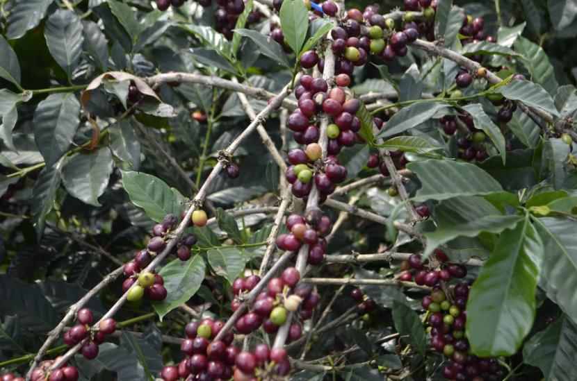 Tanaman kopi yang ditanam di Jawa Barat.
