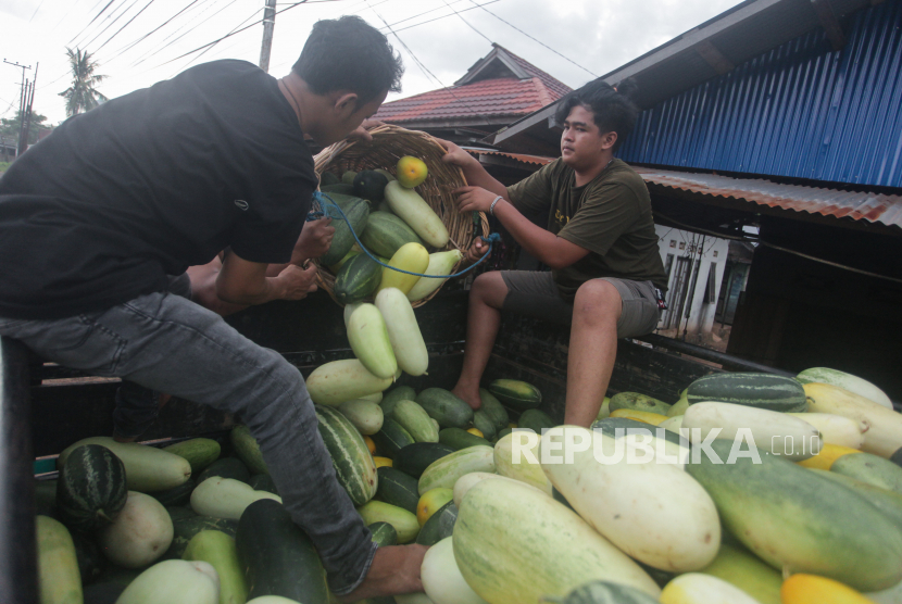 Pekerja menata timun suri yang terjual di Kabupaten Tanah Laut, Kalimantan Selatan (ilustrasi). Kabupaten Tanah Laut siap memasok bahan pangan ke IKN di Kalimantan Timur.