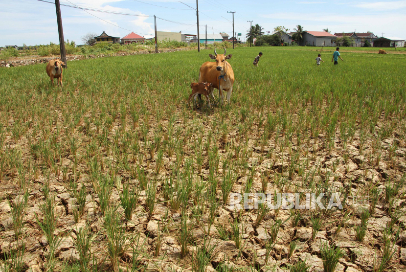  Distributor beras di Provinsi Kepulauan Bangka Belitung (Babel) menambah pasokan beras 1.819 ton, (ilustrasi).