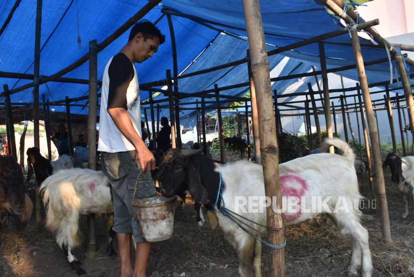 Penjual hewan kurban memberi pakan kambing yang dijual di Kota Madiun, Jawa Timur, Senin (20/7/2020). Menurut penjual, dari 40 ekor kambing yang dijual di tempat tersebut 18 ekor di antaranya sudah laku dengan harga antara Rp2,8 juta hingga Rp3,7 juta per ekor. 