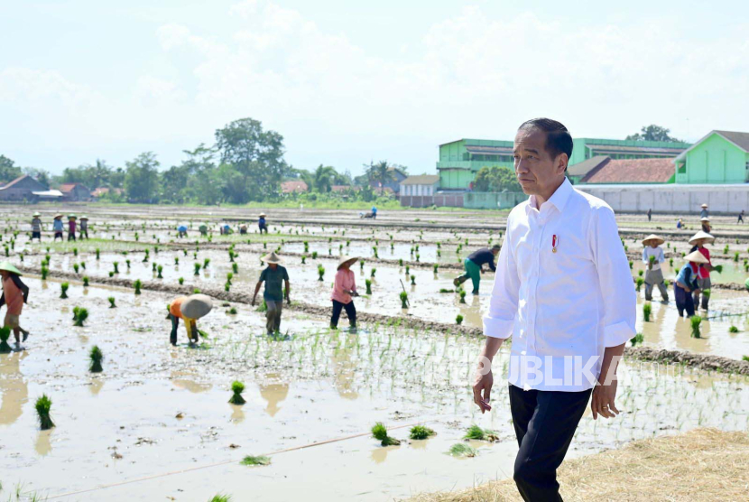 Presiden Joko Widodo meninjau penanaman padi dan menyerap aspirasi para petani di Kecamatan Kesesi, Kabupaten Pekalongan, Provinsi Jawa Tengah, Rabu (13/12/2023).