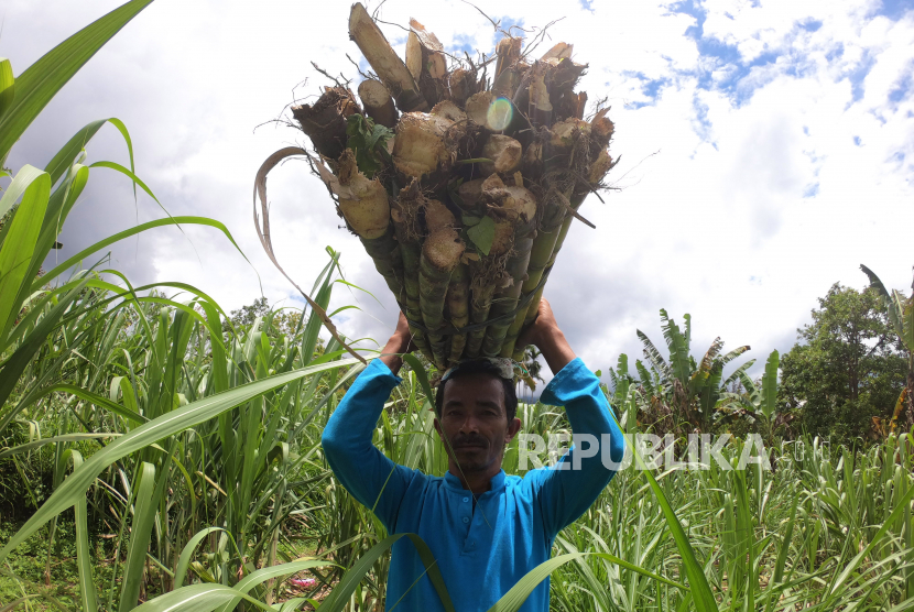 Pekerja mengangkut potongan tebu hasil panen (ilustrasi). Holding Perkebunan Nusantara PTPN III (Persero) siap membeli gula kristal putih milik petani tebu rakyat seharga Rp 11.500 per kilogram.