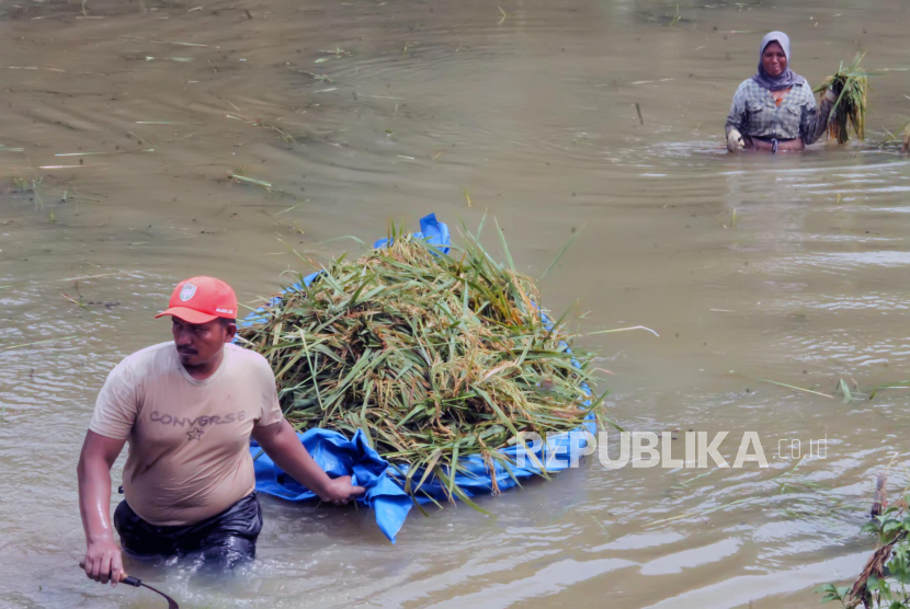 Petani membawa padi dengan rakit terpal saat banjir di area persawahan Desa Krueng Seunong, Aceh Utara, Aceh, Ahad (17/5/2020). Para petani di daerah tersebut terpaksa memanen padi lebih awal karena tanaman padi terendam banjir