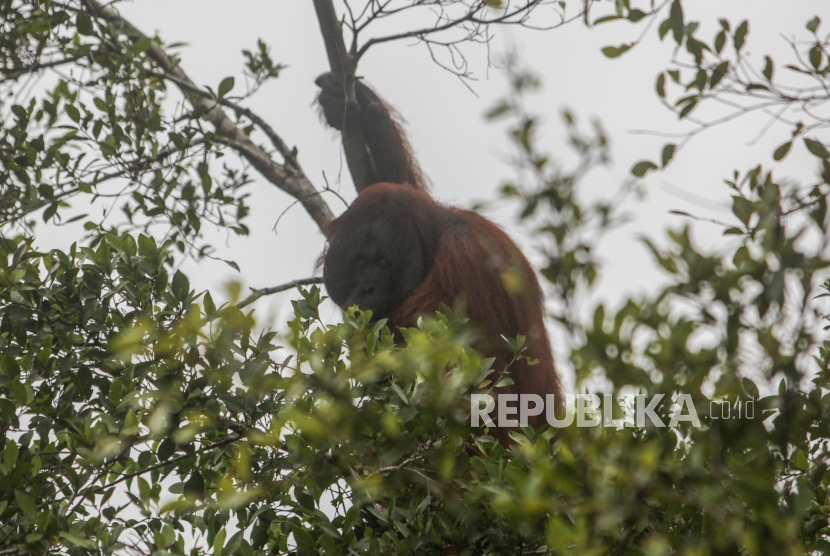 Individu Orangutan bergelantungan di dahan pohon. Sebanyak tiga ekor orangutan secara resmi dilepasliarkan di hutan kawasan Taman Nasional Betung Kerihun (TNBK) Daerah Aliran Sungai (DAS) Mendalam Kecamatan Putussibau Utara wilayah Kapuas Hulu Kalimantan Barat.