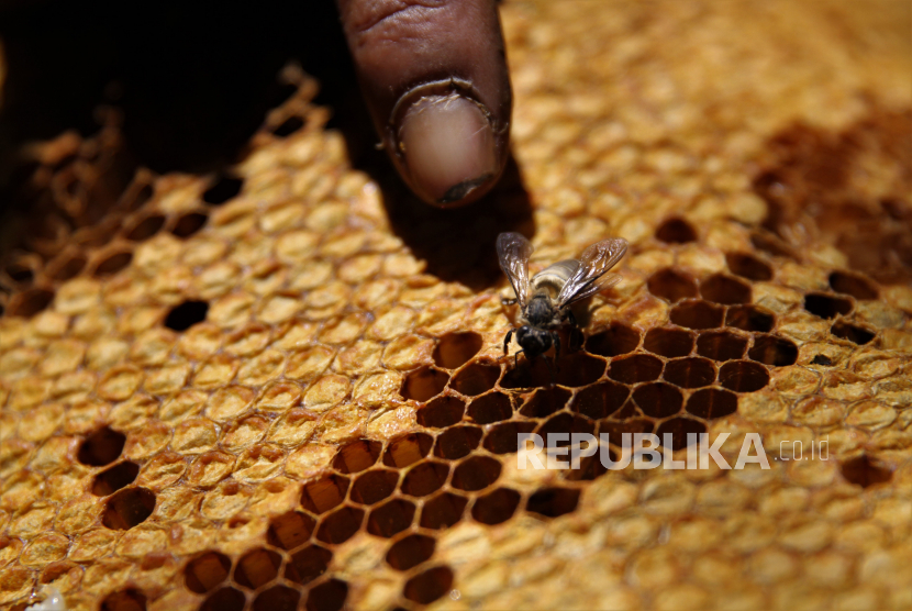 Petani pemburu lebah madu menunjukan tawon gong usai mengambil madunya di kawasan Gunung Landono di Desa Landono 2, Kecamatan Landono, Konawe Selatan, Sulawesi Tenggara. 