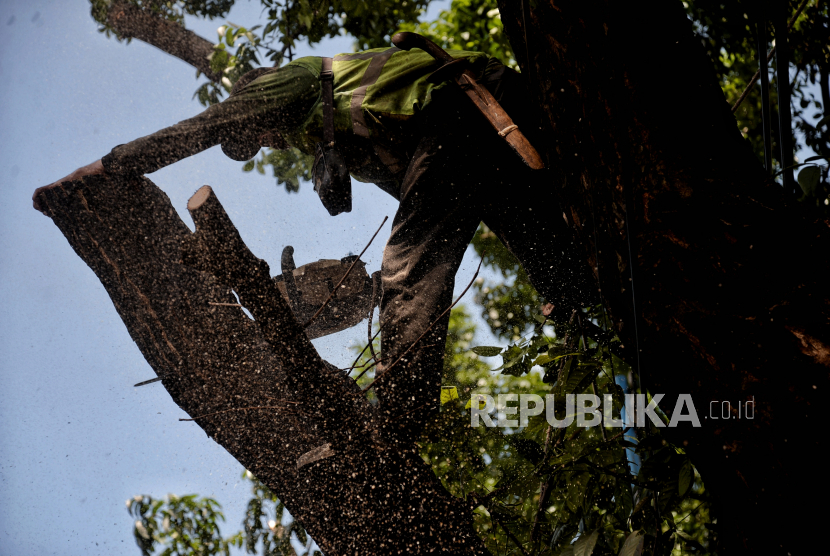 Petugas Suku Dinas Kehutanan Jakarta Selatan melakukan pemangkasan pohon untuk mengantisipasi pohon tumbang di kawasan Pasar Minggu, Jakarta, Selasa (22/2/2022). 