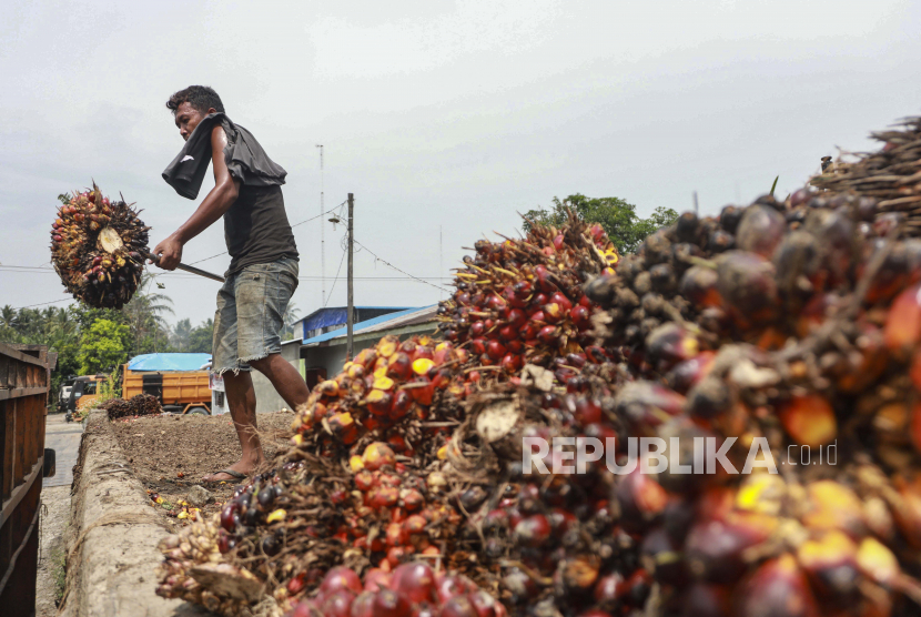 Pekerja memindahkan buah sawit yang baru dipanen dari truk kecil ke truk yang lebih besar di perkebunan kelapa sawit di Deli Serdang, Sumatera Utara, 23 Mei 2022. 