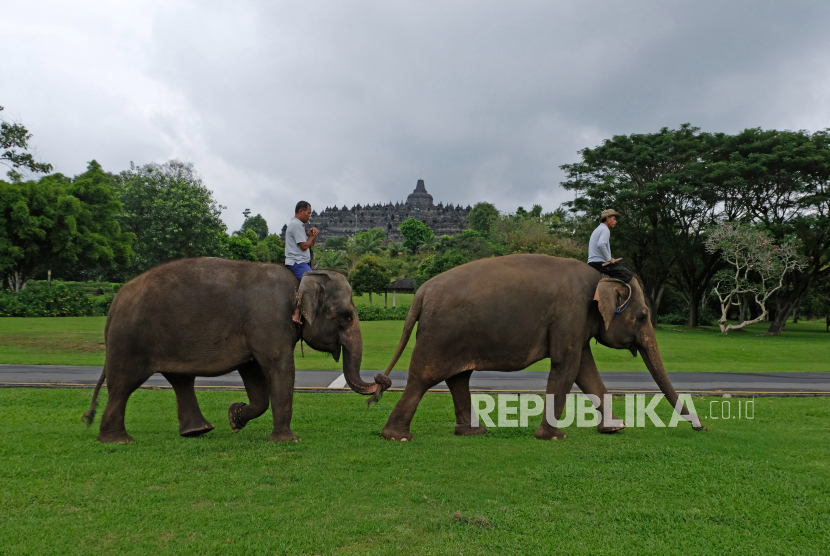 Gajah peliharaan Taman Wisata Candi (TWC) Borobudur Zella dan Echa berjalan beriringan menuju taman Lumbini, Borobudur, Magelang,  Jawa Tengah.