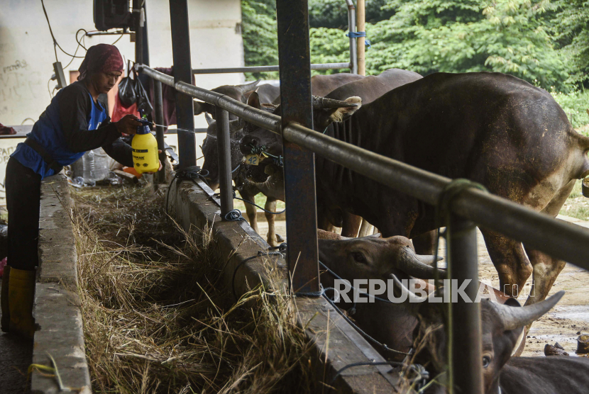 Peternak menyemprotkan cairan disinfektan di kandang sapi miliknya. Pemerintah Kabupaten Pamekasan, Jawa Timur, memberikan tugas khusus kepada tujuh dokter hewan darisejumlah pusat kesehatan hewan setempat untuk memantau dan menangani kasus penyakit mulut dan kuku (PMK) di wilayah itu.
