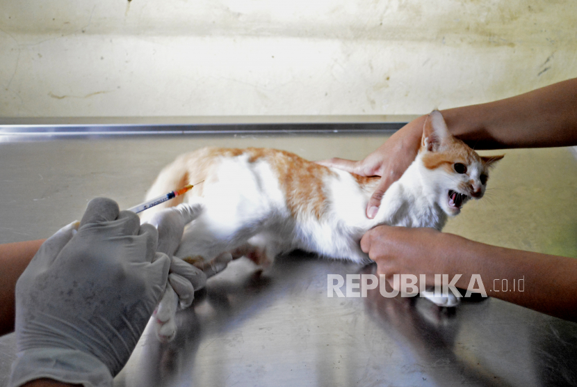 Petugas medis menyuntikan vaksin anti rabies ke hewan peliharaan  (ilustrasi)