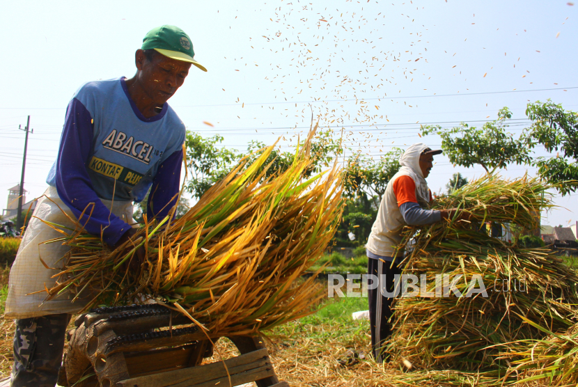 Petani merontokkan gabah hasil panen padi di Lowokwaru, Malang, Jawa Timur, Kamis (19/8/2021). Kota Malang mengalami inflasi pada Januari 2023 dengan angka 0,15 persen. 