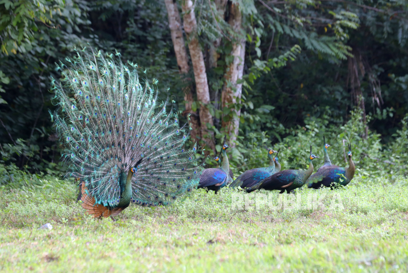 Sekor merak hijau (Pavo muticus) jantan mengembangkan bulu ekornya untuk menarik perhatian merak hijau betina di padang savana Sadengan, Taman Nasional Alas Purwo, Banyuwangi, Jawa Timur, Senin (30/5/2022).