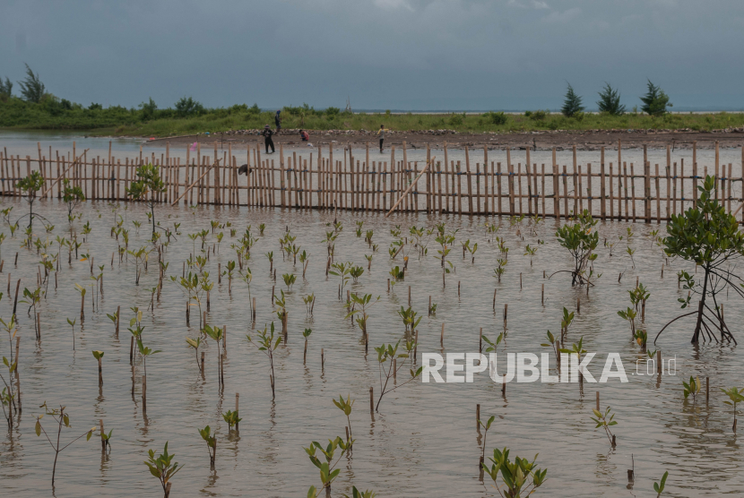 Penanaman mangrove.