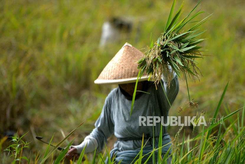 Petani memanen tanaman padi secara tradisional di persawahan kawasan Minggir, Sleman, DIY.