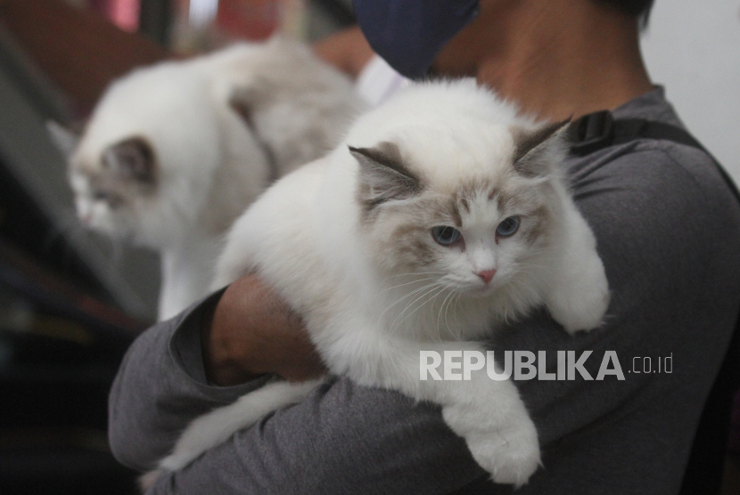 Peserta menggendong kucing peliharaannya saat mengikuti Kontes Kucing Internasional di Malang City Point, Jawa Timur, Ahad (21/5/2023). 