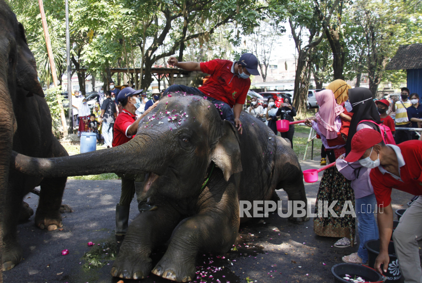 Pengunjung didampingi petugas memandikan dan memberikan makan gajah koleksi Solo Zoo atau Taman Satwa Taru Jurug (TSTJ) di Solo, Jawa Tengah, Ahad (6/6/2021). Kegiatan tersebut digelar sebagai perayaan HUT ke-12 gajah koleksi Solo Zoo Manohara. 