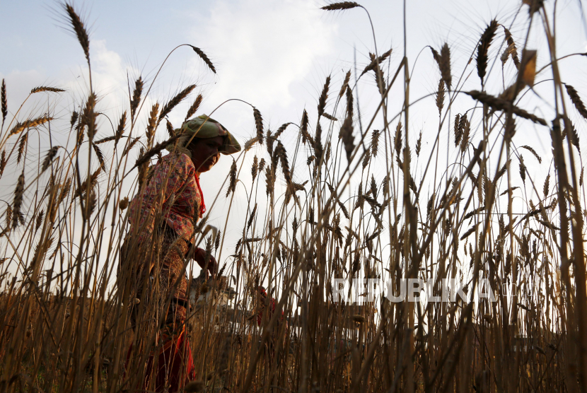 Ilustrasi seorang petani Nepal memanen gandum di Kathmandu, Nepal. Revolusi Pertanian di Masa Keemasan Islam