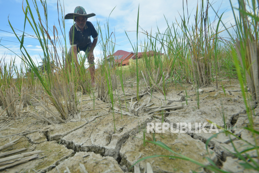 Seorang petani menunjukan padi yang rusak akibat gagal panendi areal pesawahan.